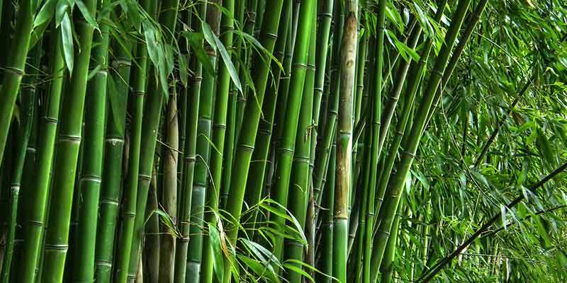 The National Bamboo Mission